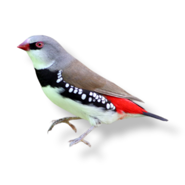 Διαμαντόσπινος με Κόκκινη Ουρά - Diamond Firetail Finch