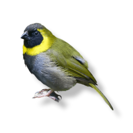 Παραδείσια Κουβανέζοι - Cuban Finch