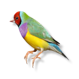 Παραδείσια Gouldian