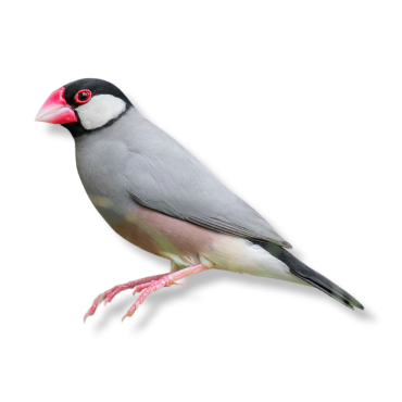 Παραδείσια πιγκουίνοι - Java Sparrow