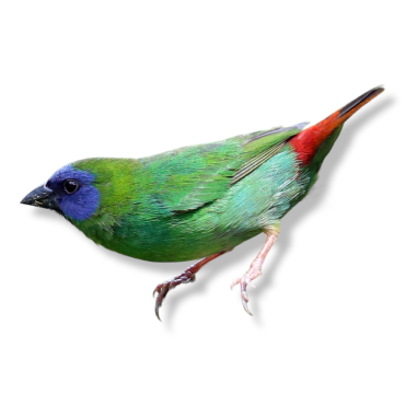 Παραδείσια Parrot Finch 