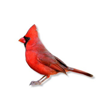 Κόκκινος Καρδινάλιος - Northern Red Cardinal