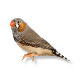 Αυστραλιανός Σπίνος Ζέβρα - Zebra Finch
