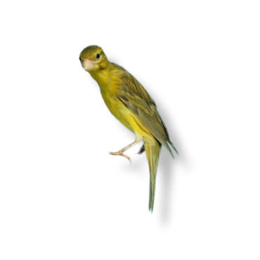 Καναρίνι Γιαπωνέζικο καμπούρικο - Japanese Hoso Canary