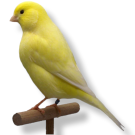 Καναρίνι Κίτρινο - Yellow Canary