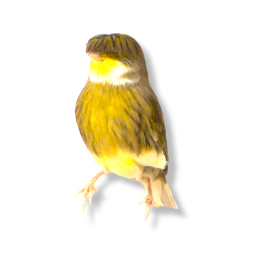Καναρίνι Γκλόστερ - Gloster Canary
