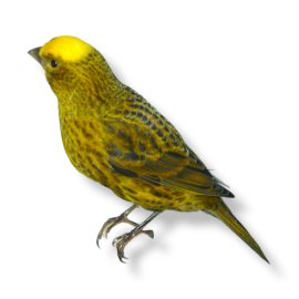 Καναρίνι Lizard​ - Lizard Canary
