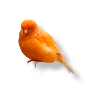 Καναρίνι Norwich - Norwich Canary