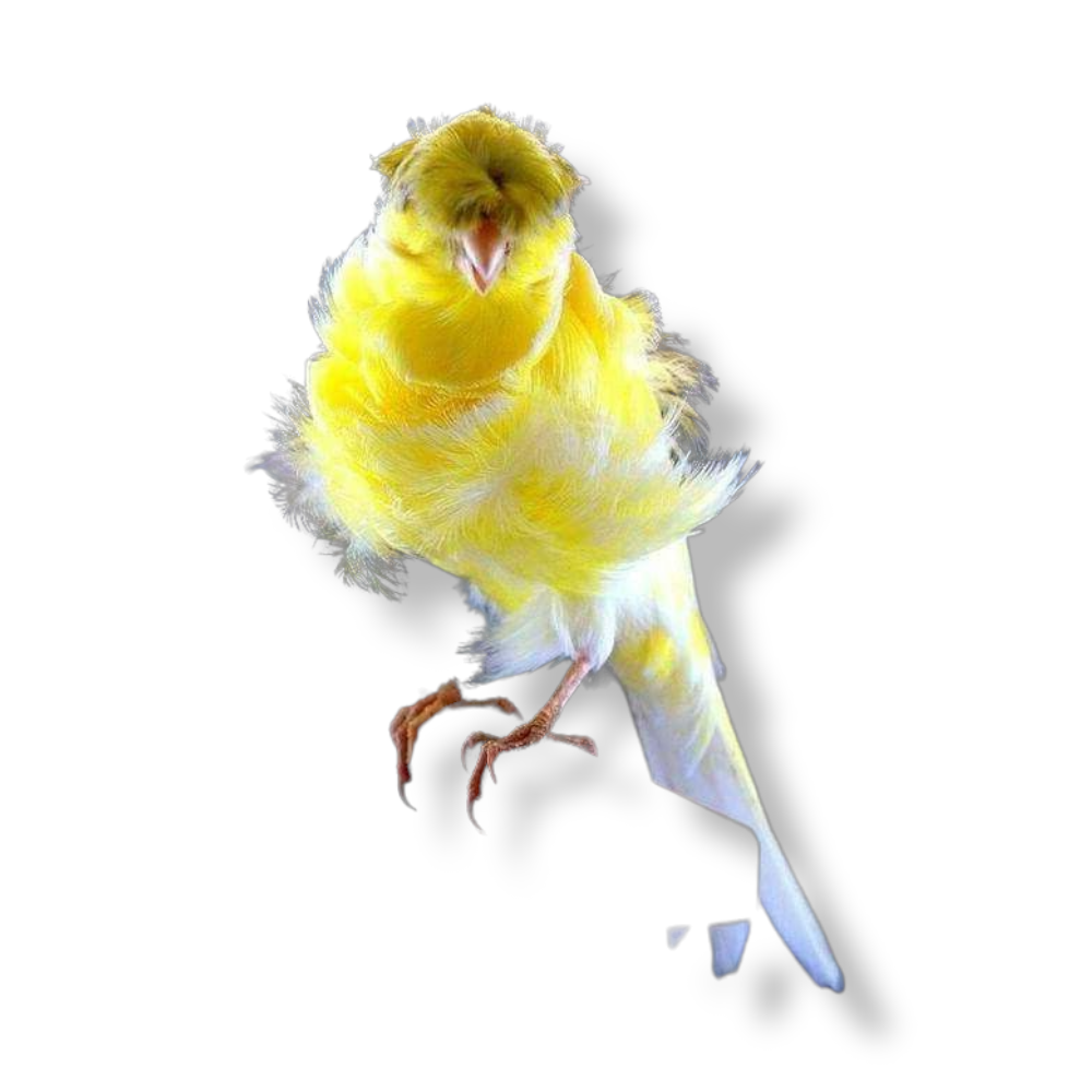 Καναρίνι Σγουρά - Parisian Frilled Canary