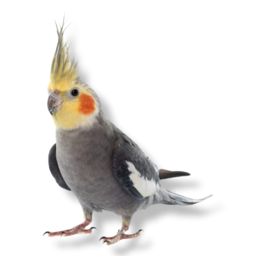 κοκατίλ - cockatiel - Nymphicus hollandicus