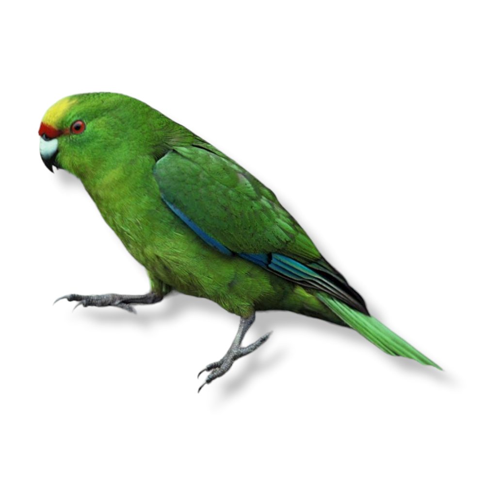 Forbes Green Parakeet - Cyanoramphus Forbesi