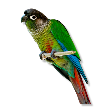 Pearly Parakeet - Pyrrhura lepida