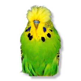 Παπαγαλάκια Εκθέσεων - exhibition budgies