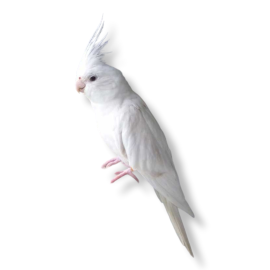 Κοκατίλ albino - Albino Cockatiel