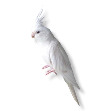 Κοκατίλ albino - Albino Cockatiel