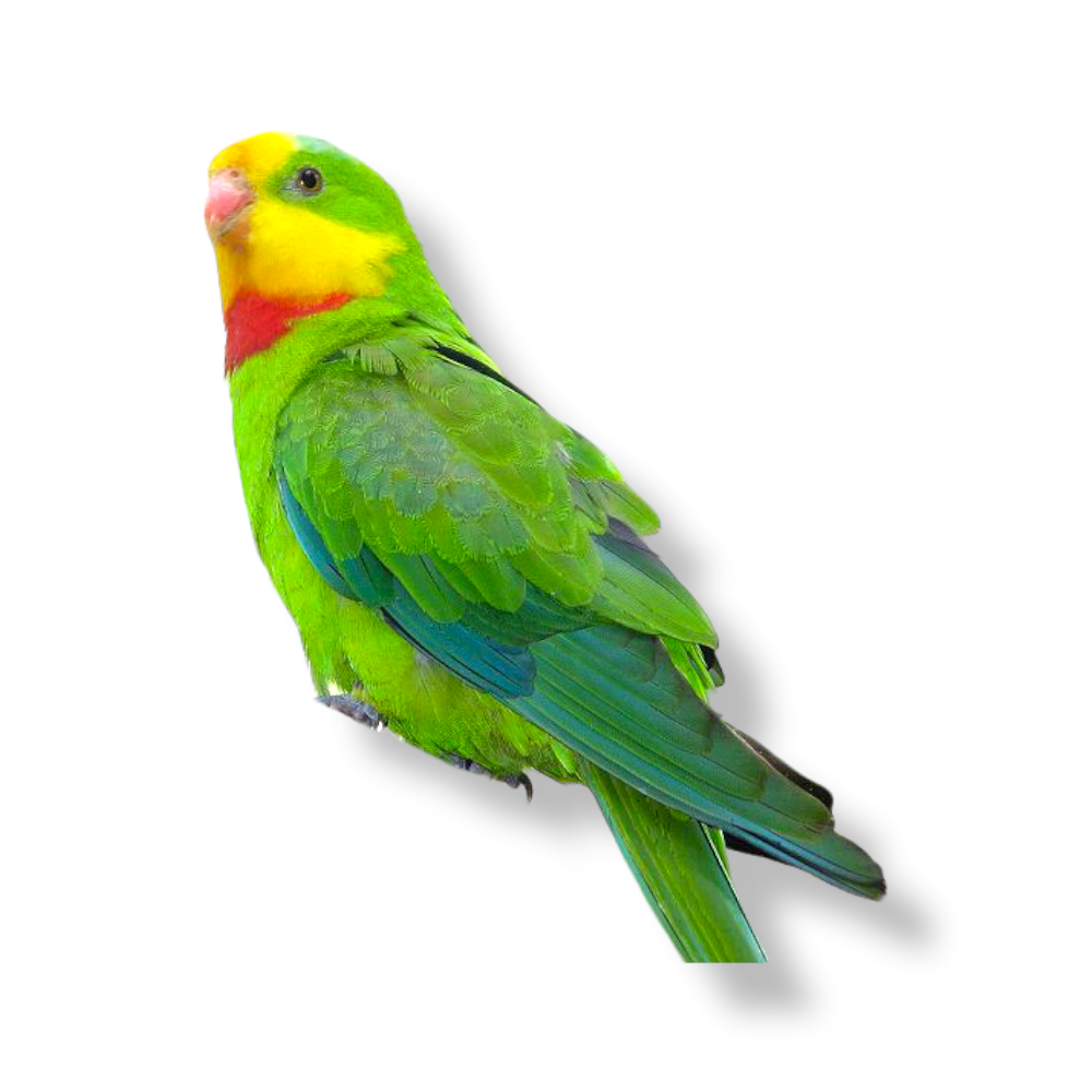 Barraband's Parakeet - Polytelis Swainsonii