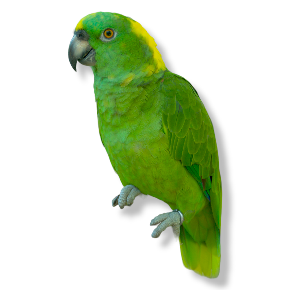 Yellow Crowned Amazon - Amazona Ochrocephala