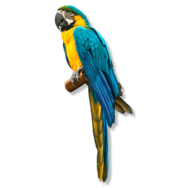 Blue and Yellow Macaw - Ara Ararauna