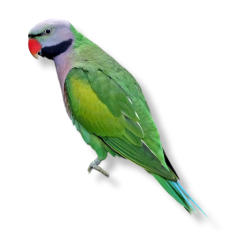 Derbyan Parakeet - Psittacula Derbiana