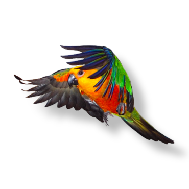 Jandaya Parakeet - Aratinga Jandaya
