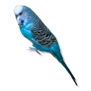 Αγγλικά παπαγαλάκια Μπάτζι - English Budgies