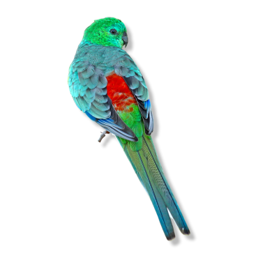Ωδικό παπαγαλάκι - Red-rumped - Psephotus haematonotus