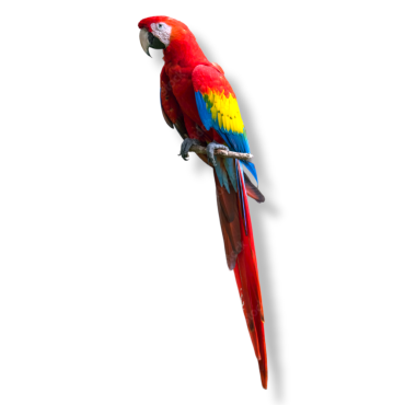 Scarlet Macaw - Ara Macao