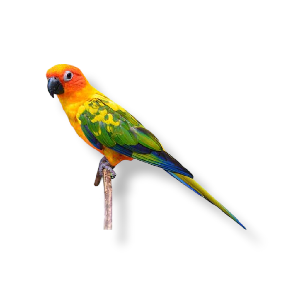 Sun Parakeet - Aratinga Solstitialis