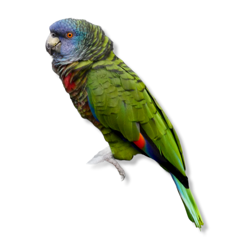 Saint Lucia Amazon - Amazona Versicolor