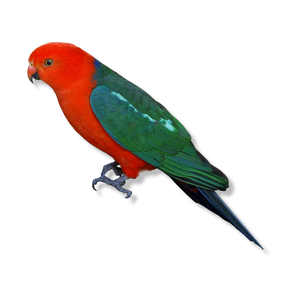 Australian King Parrot - Alisterus Scapularis