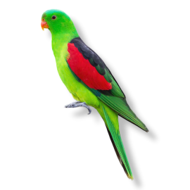 Red Winged Parrot - Aprosmictus Erythropterus