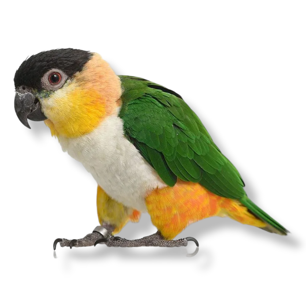 Black Headed Caique - Pionites melanocephalus