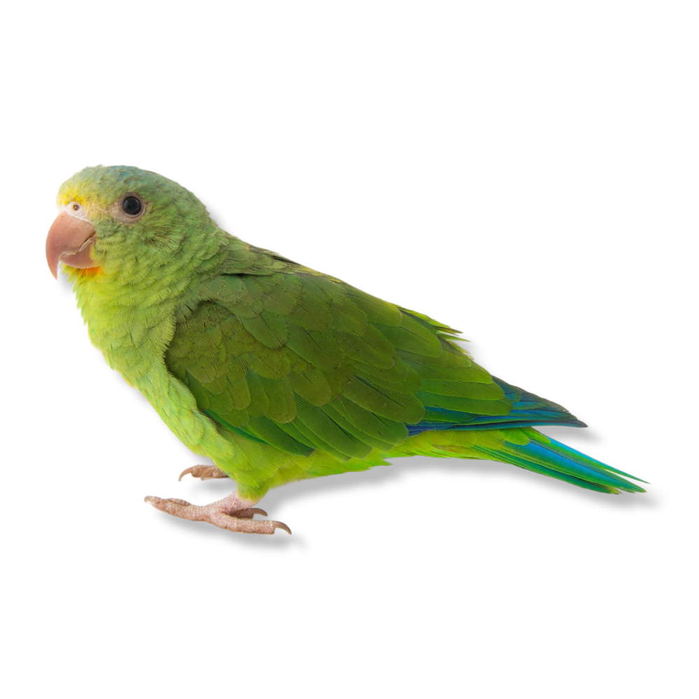Cobalt Winged Parakeet - Brotogeris Cyanoptera