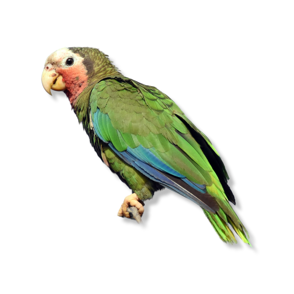 Cuban Amazon - Amazona Leucocephala