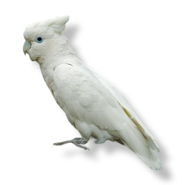 Ducorps’s Cockatoo - Cacatua Ducorpsii
