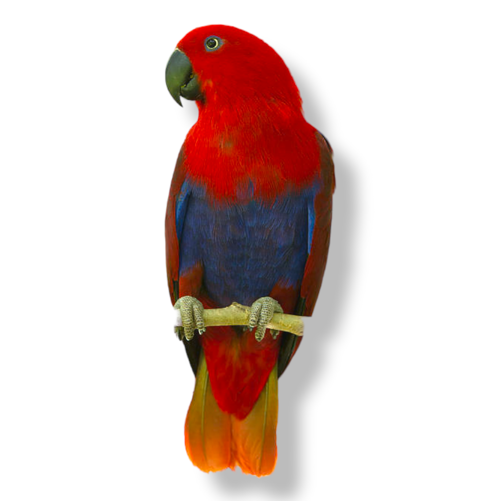Eclectus Parrot - Eclectus Roratus