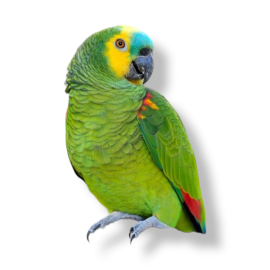 Blue Fronted Amazon - Amazona Aestiva