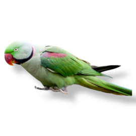 Alexandrine Parakeet - Psittacula Eupatria