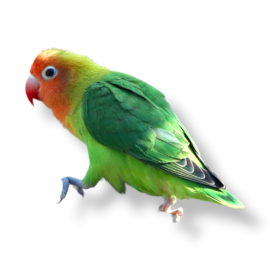 Lovebird - Agapornis