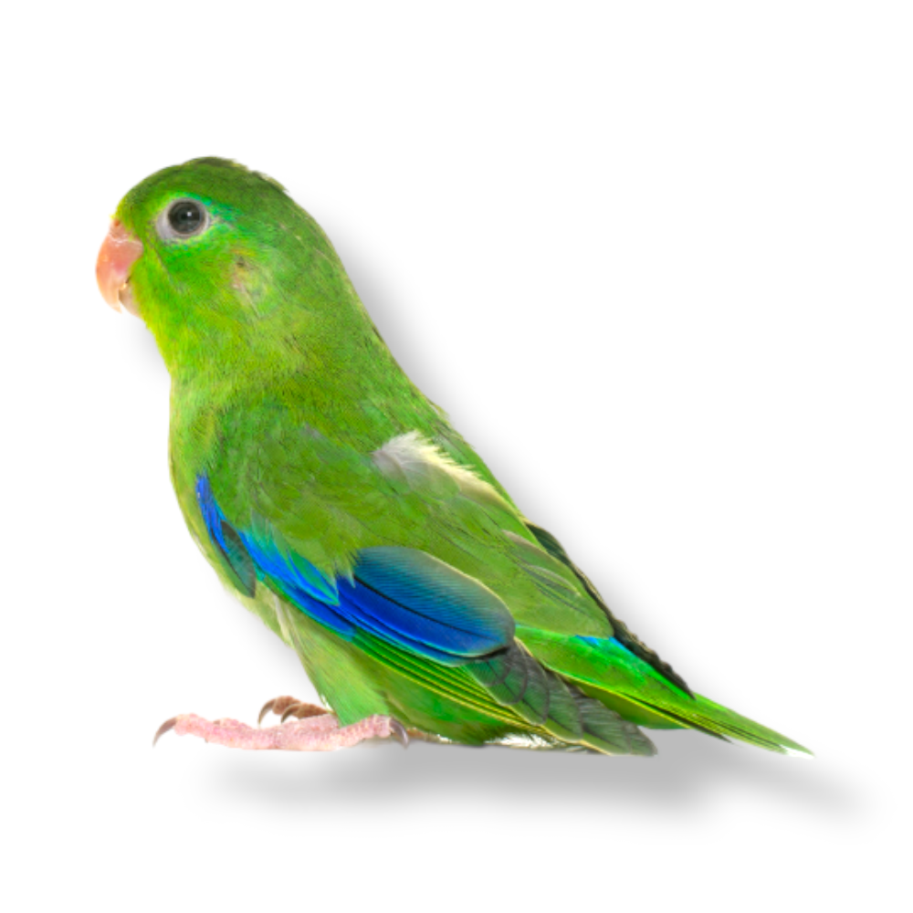 Pacific Parrotlet - Forpus Coelestis