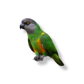 Senegal Parrot - Poicephalus Senegalus