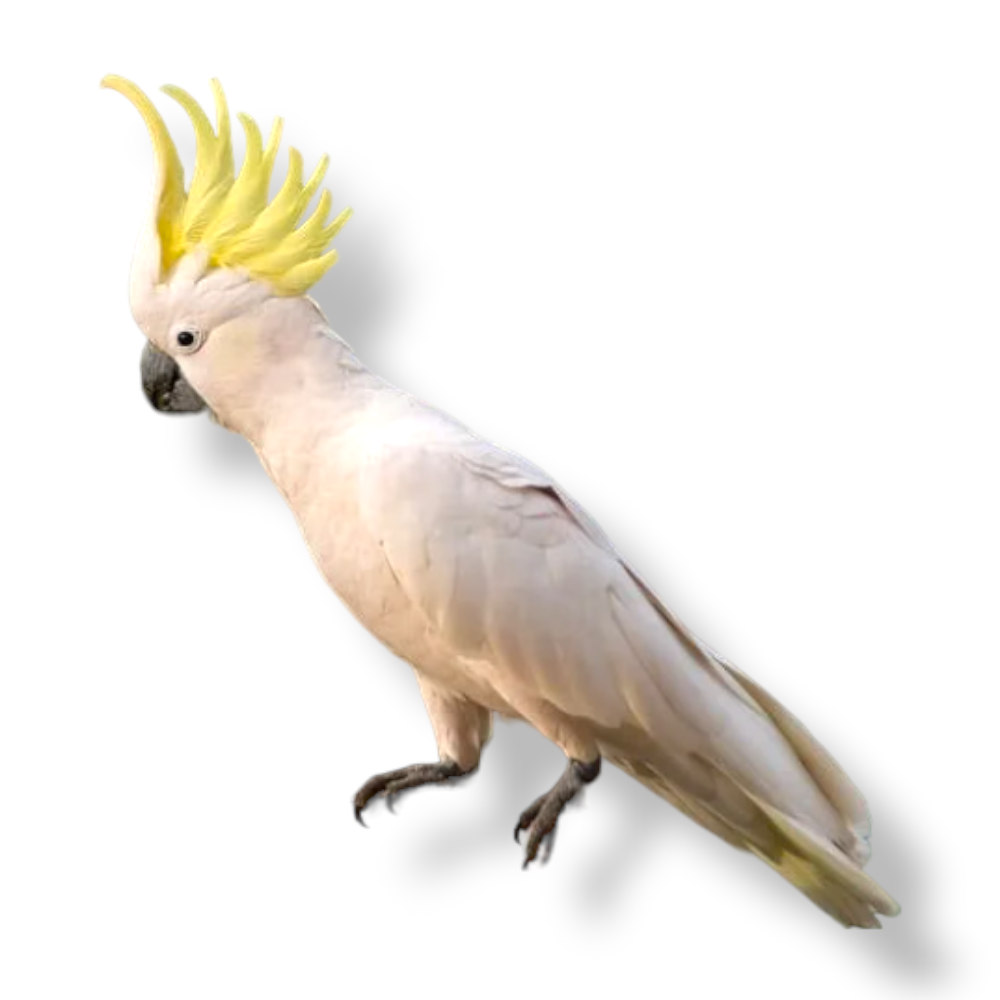 Sulphur Crested Cockatoo - Cacatua Galerita