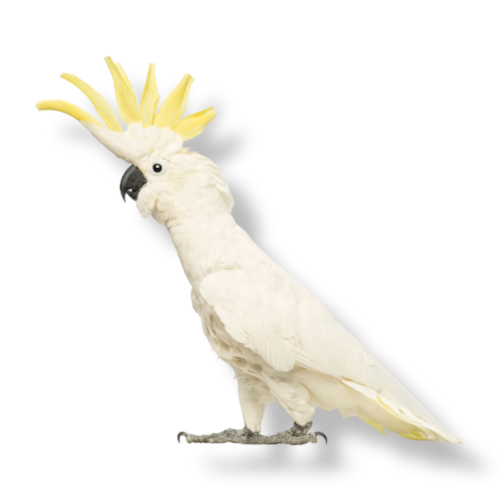 Citron Crested Cockatoo - Cacatua Sulphurea Citrinocristata