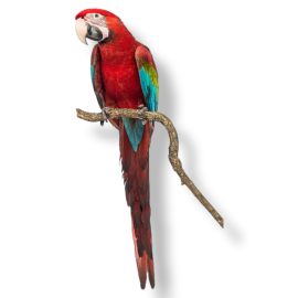 Red and Green Macaw - Ara Chloropterus