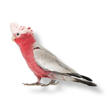 Galah Kakadu - Eolophus Roseicapilla