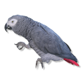 Jaco - Psittacus Erithacus