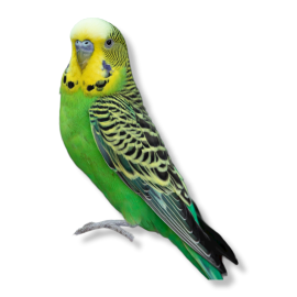 παπαγαλάκια Budgie - Melopsittacus undulatus