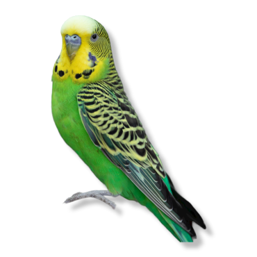 παπαγαλάκια Budgie - Melopsittacus undulatus