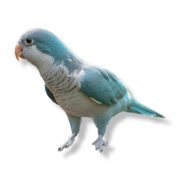 Παπαγάλος Monk - Monk parakeet - Myiopsitta monachus