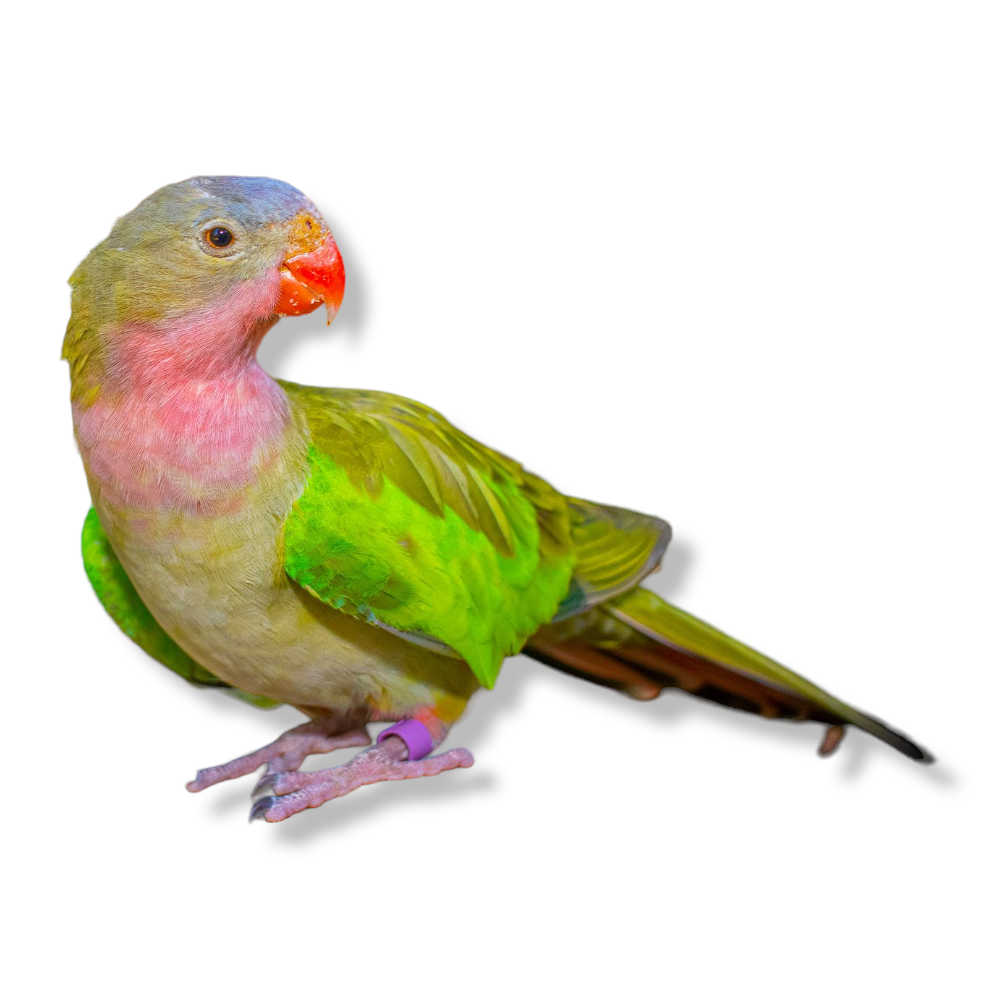 Princess Parrot - Polytelis Alexandrae